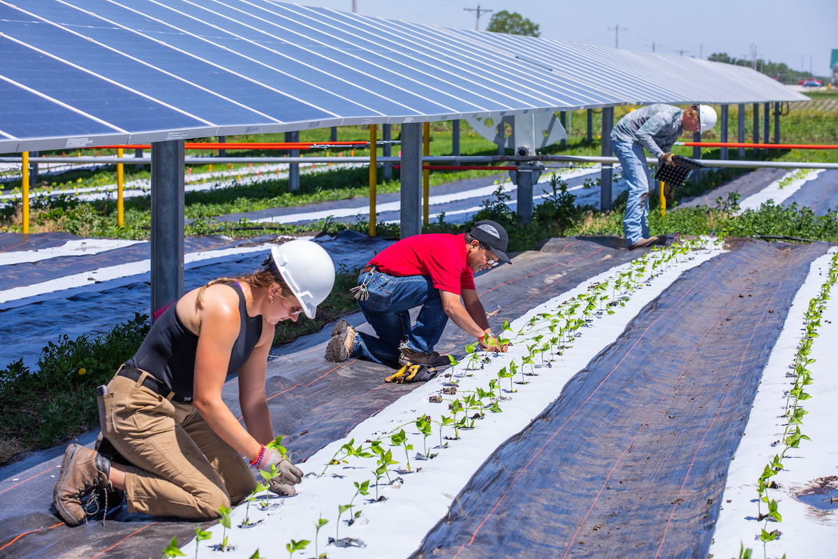 Researchers plant bell peppers at the Alliant Energy Solar Farm at Iowa State University near Ames.
